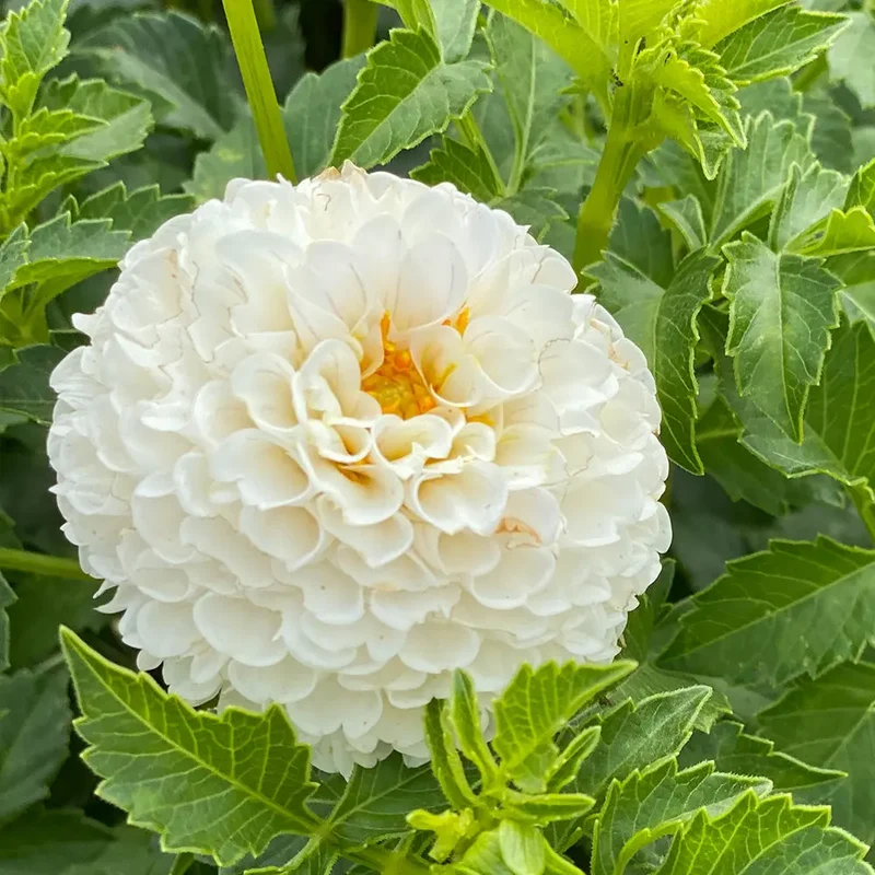 DAHLIA POMPON VILLA BLANCA
