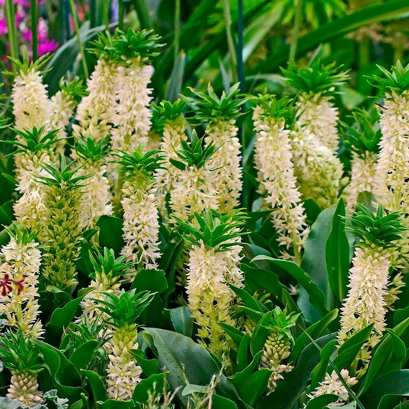 EUCOMIS BICOLOR