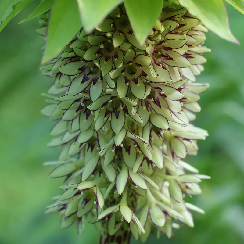 EUCOMIS BICOLOR