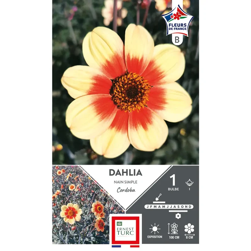 DAHLIA NAIN SIMPLE CORDOBA