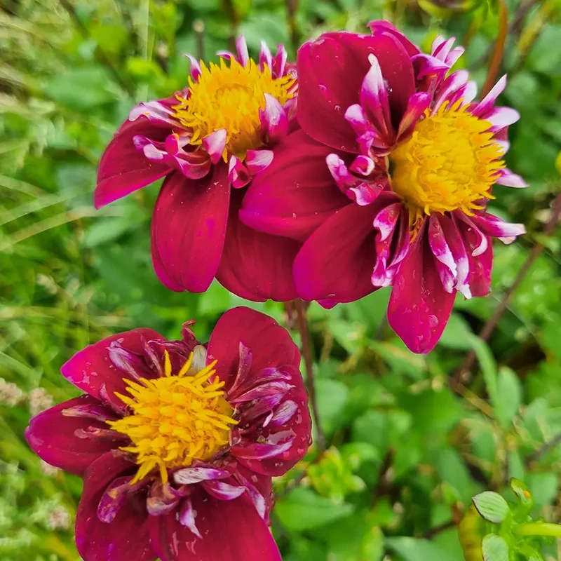 DAHLIA COLLERETTE CHERRY STAR