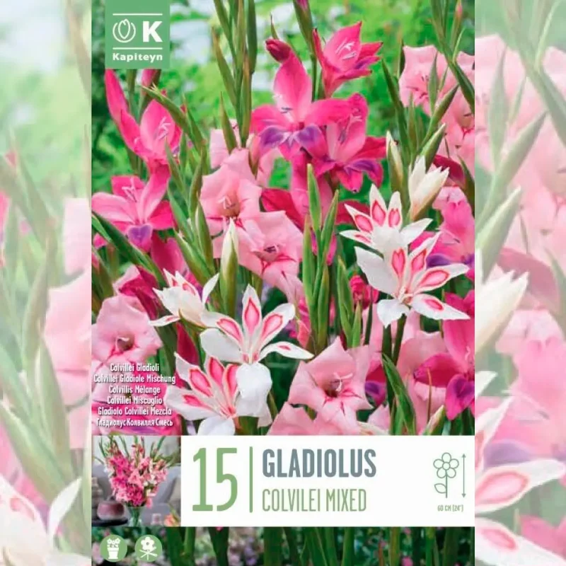 GLAÏEULS COLVILLEI EN MÉLANGE