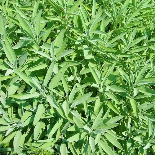 Sauge officinale - Bio