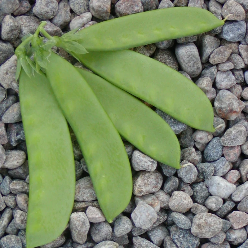 Pois Oregon Sugar Pod - Bio