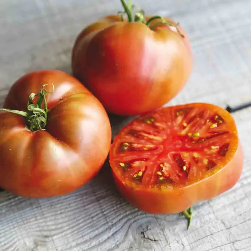 TOMATE CARBON AB - ANTIGASPI