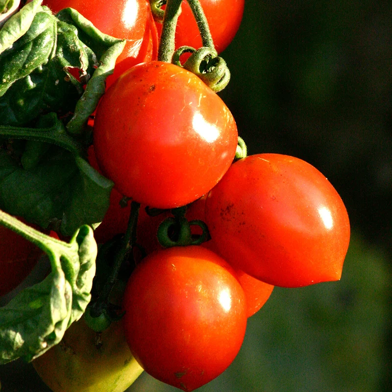 TOMATE RUTHJE AB