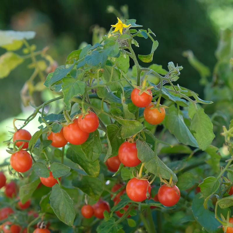 TOMATE DE BALCON STERNTALER AB