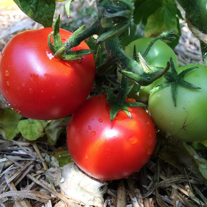 TOMATE DE BALCON BOGUS FRUCHTA AB