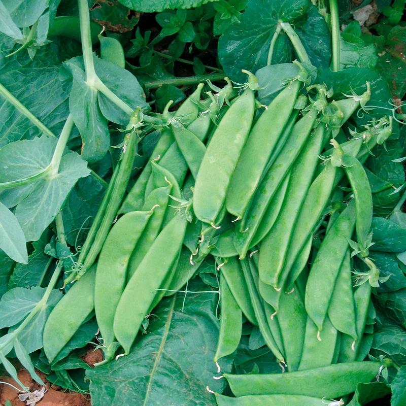 POIS MANGETOUT NAIN DELIKATA AB