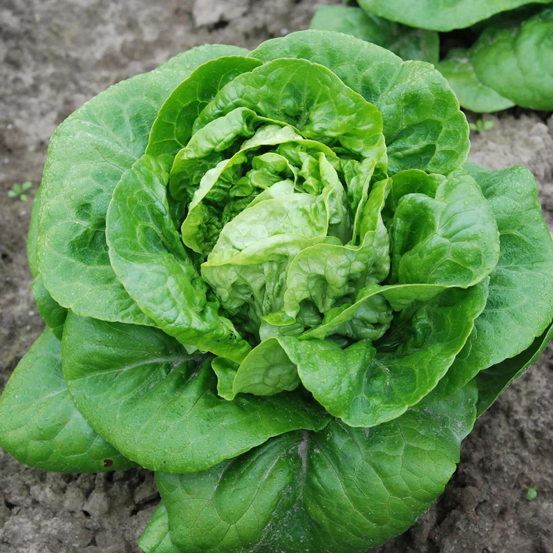 LAITUE CŒUR DE ROMAINE MAUREEN AB