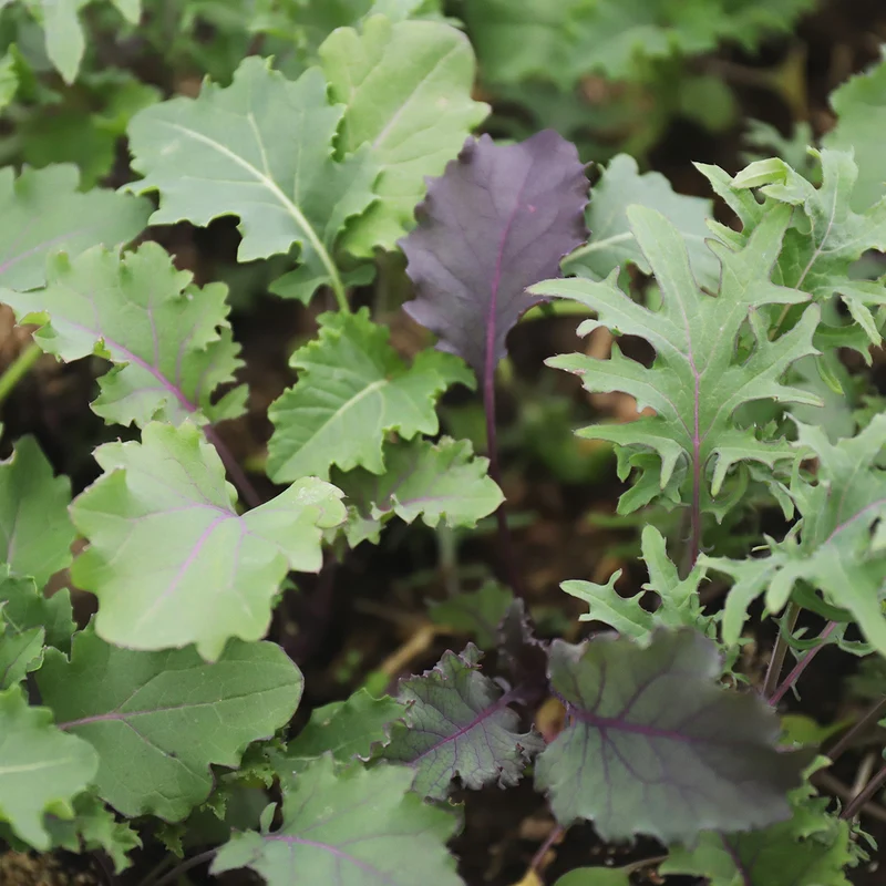 JEUNES POUSSES BABYKALE EN MELANGE AB