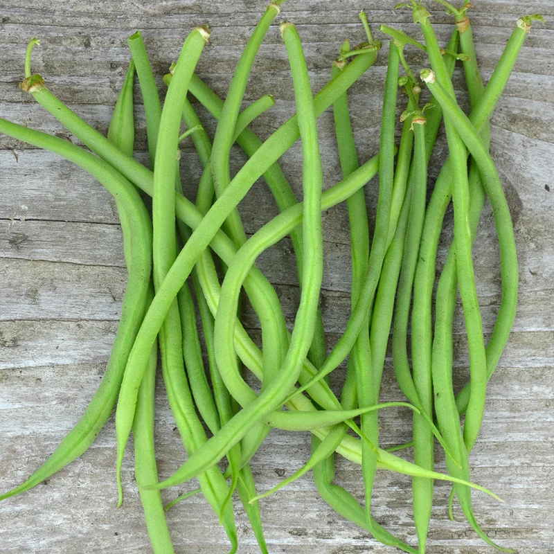 HARICOT NAIN MANGETOUT DELINEL AB