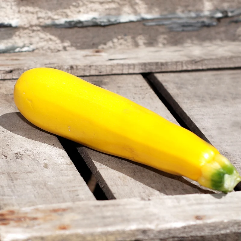 COURGETTE JAUNE GOLDENA AB
