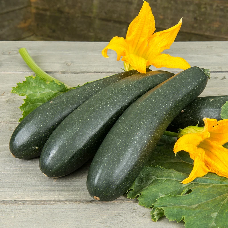 COURGETTE GRIMPANTE OLA ESCALADORA AB