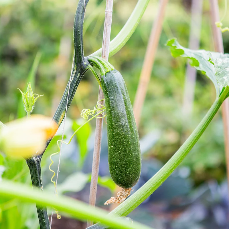 COURGETTE GRIMPANTE OLA ESCALADORA AB