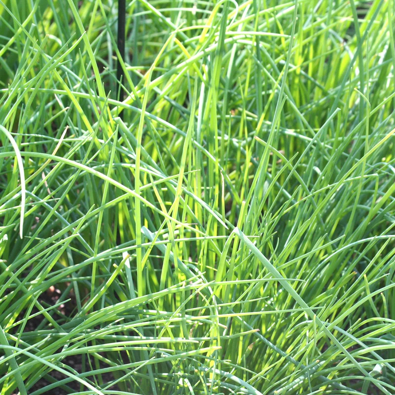 CIBOULETTE POLYVERT AB
