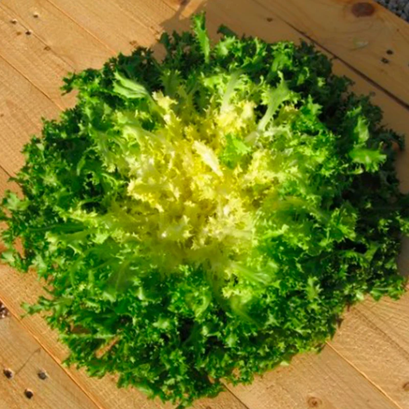 CHICORÉE FRISÉE D'OLIVET AB