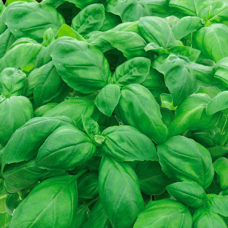 BASILIC GUSTOSA AB
