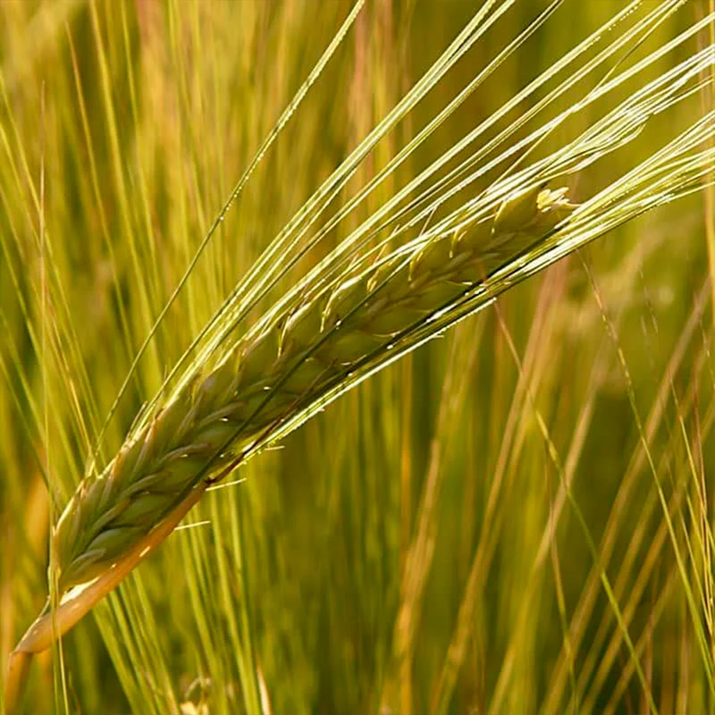 ORGE DE PRINTEMPS AMIDALA AB