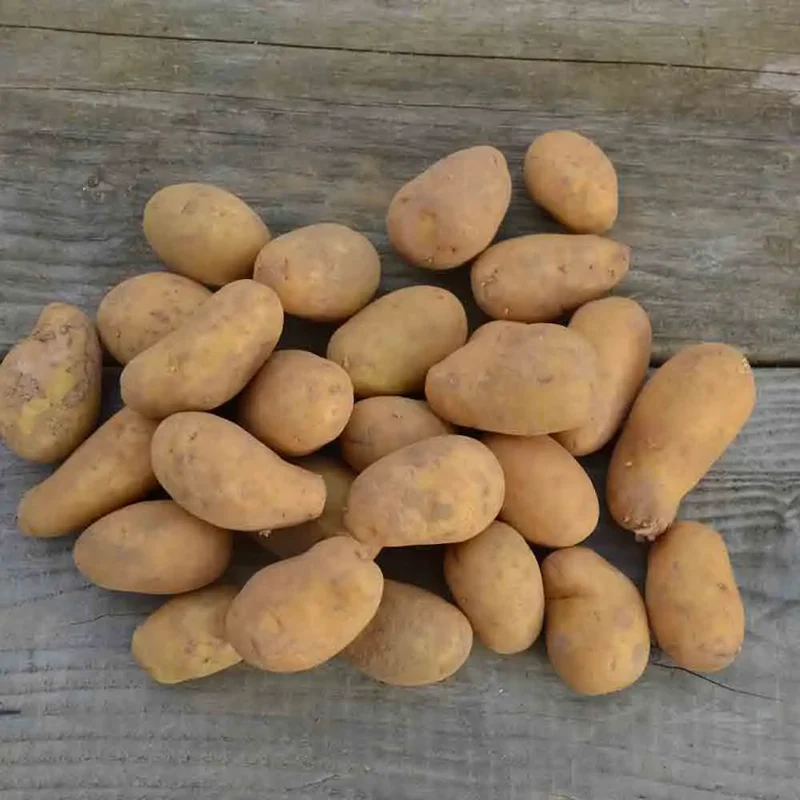 POMME DE TERRE BLANCHE AB
