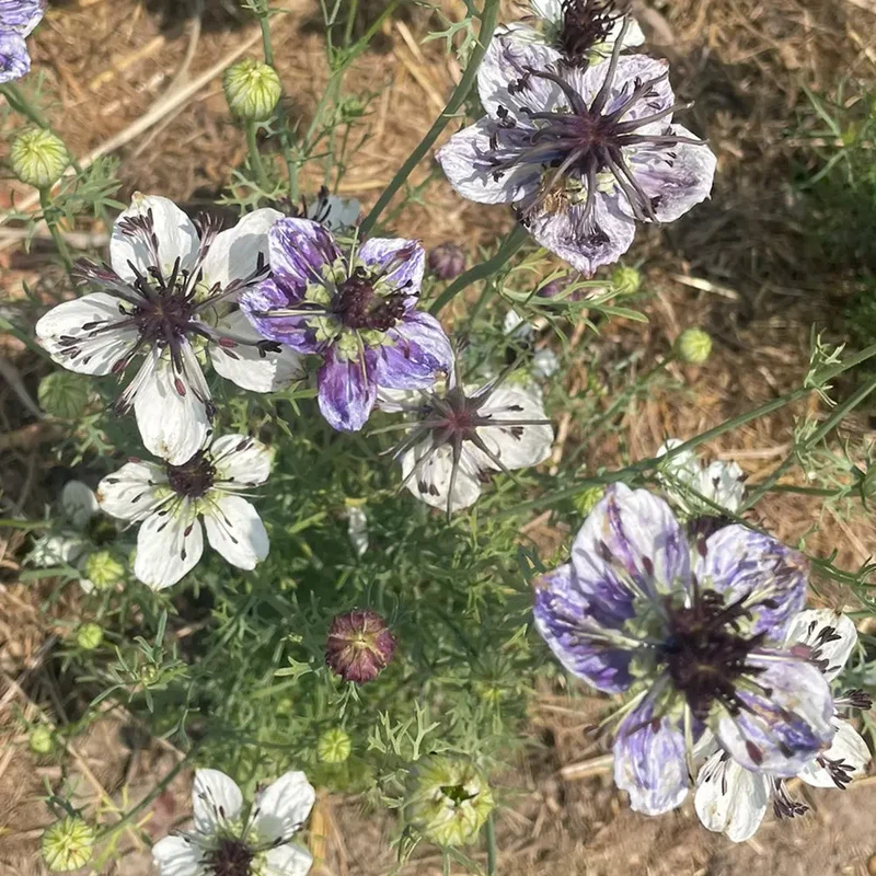NIGELLE D'ESPAGNE DELFT BLUE AB
