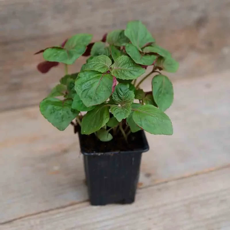 PERILLA DE CORÉE BICOLORE AB - PLANT