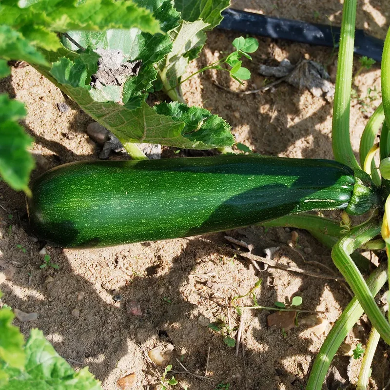 COURGETTE VERTE DE MILAN OU BLACK BEAUTY AB - PLANT