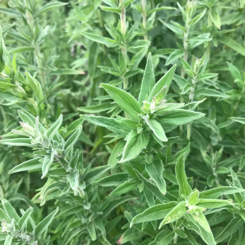 MENTHE GLACIALE DES MONTAGNES AB