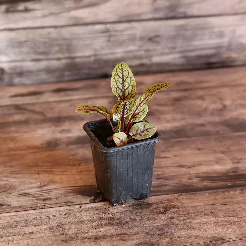 OSEILLE SANGUINE AB - PLANT
