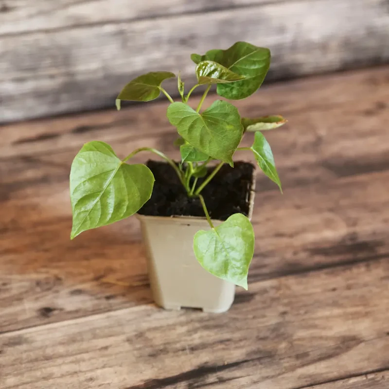 PATATE DOUCE BONITA - AB - PLANT