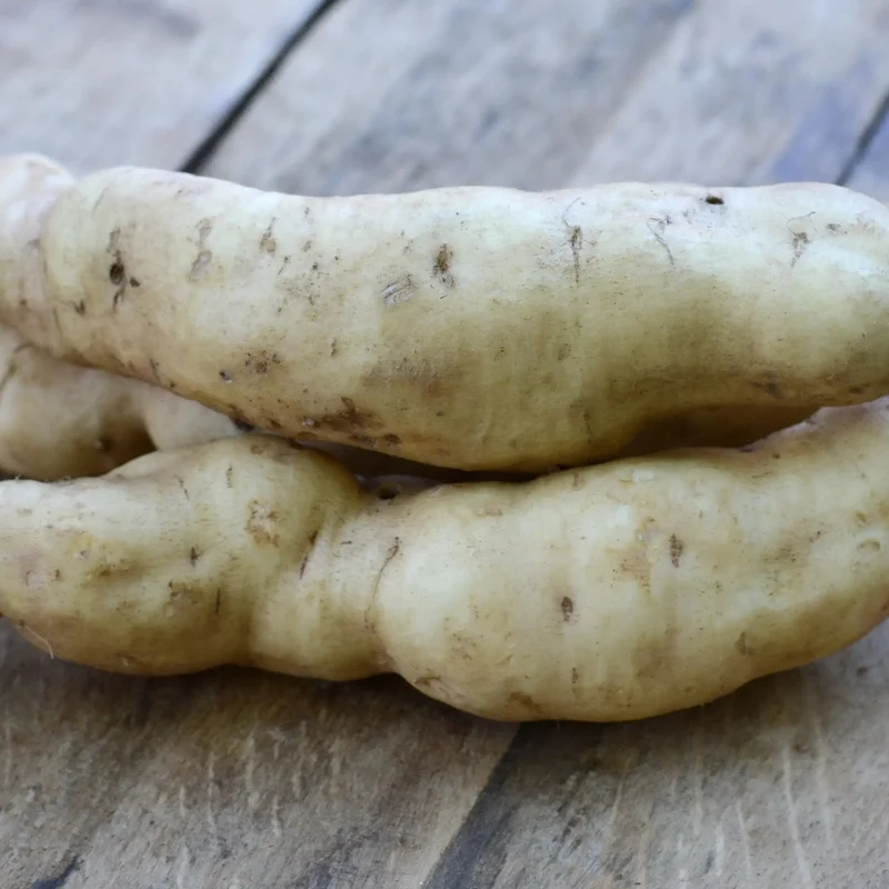 PATATE DOUCE BONITA - AB - PLANT
