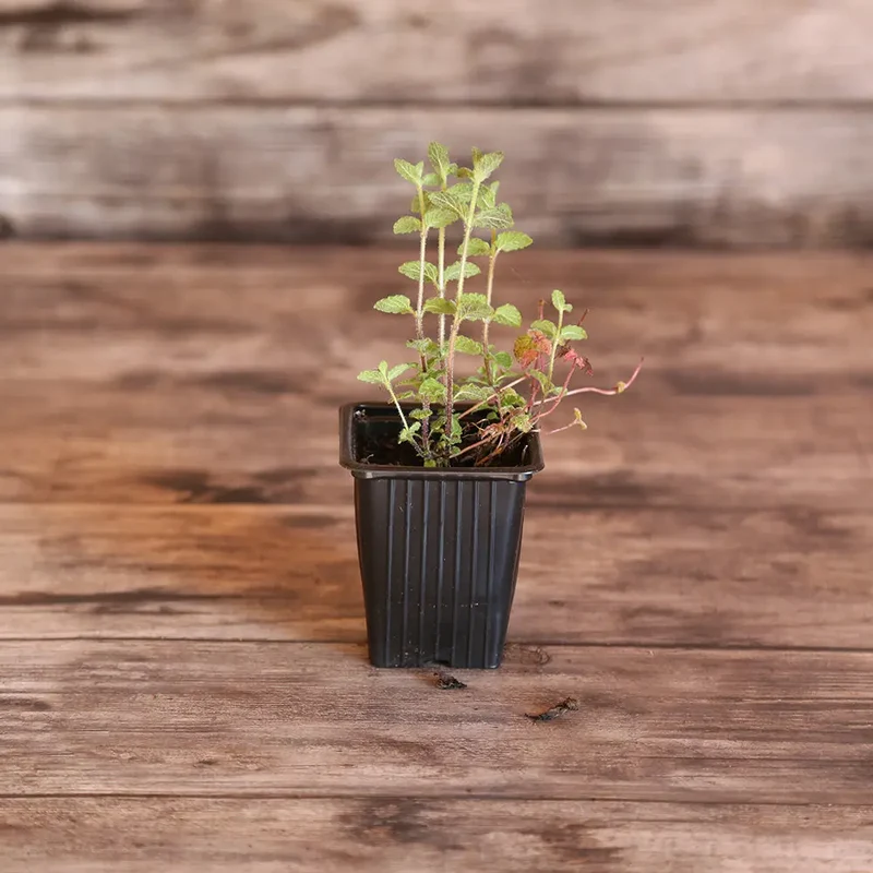 MENTHE FRAISE AB - PLANT