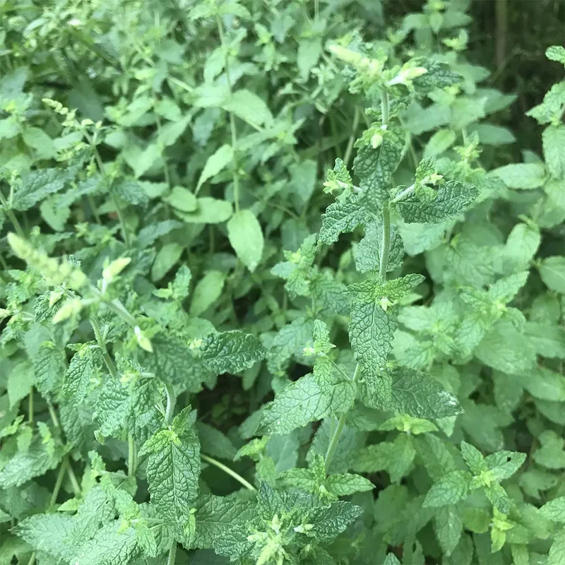 MENTHE FRAISE AB - PLANT