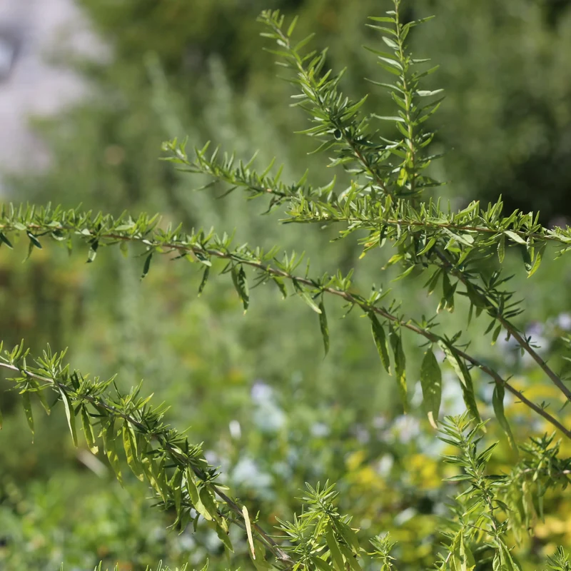 VERVEINE D'ARGENTINE MENTHOL HOLLYWOOD AB - PLANT