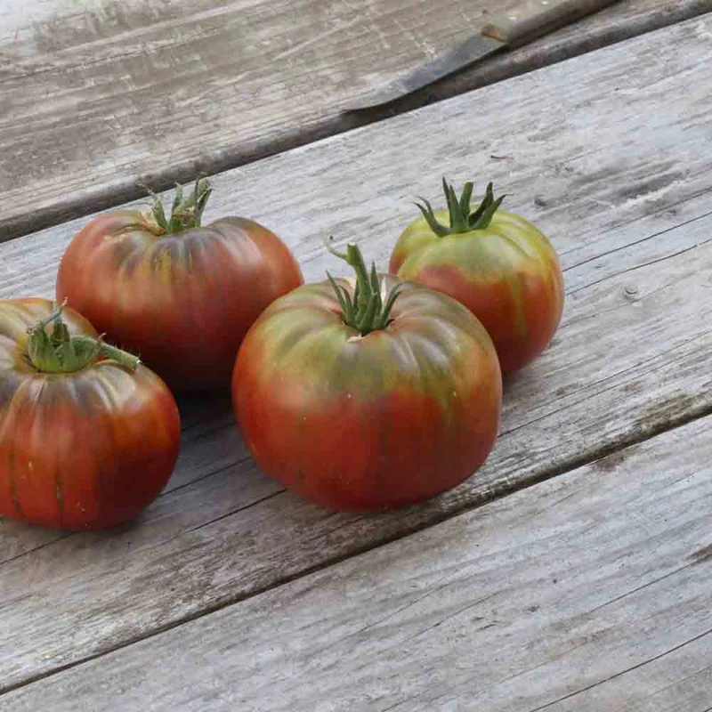 TOMATE NOIRE DE CRIMÉE AB - PLANT