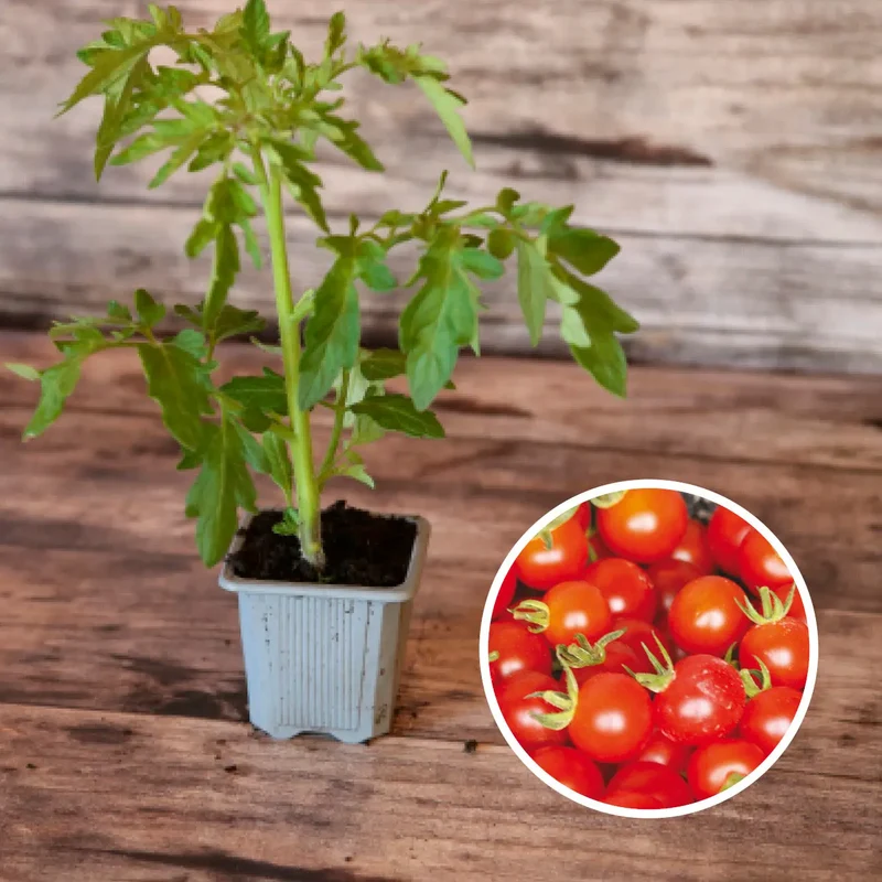 TOMATE GARDENER'S DELIGHT AB - PLANT