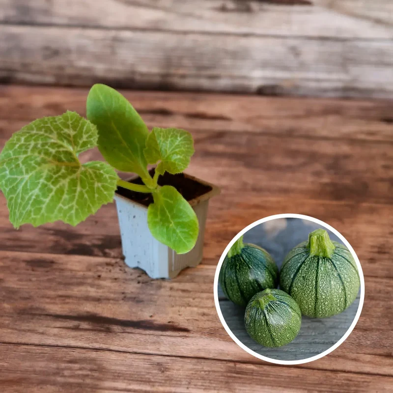 COURGETTE RONDE DE NICE AB - PLANT