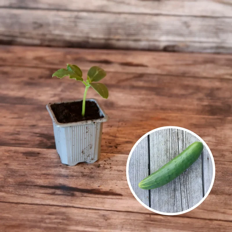 CONCOMBRE LONG ANGLAIS AB - PLANT