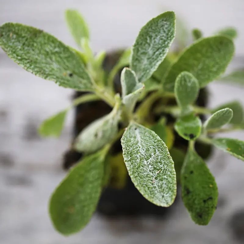 THÉ GREC DES MONTAGNES AB - PLANT