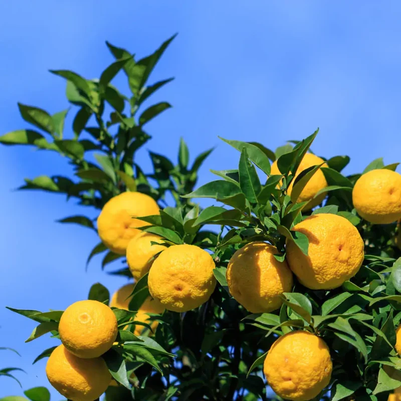 YUZU - PLANT