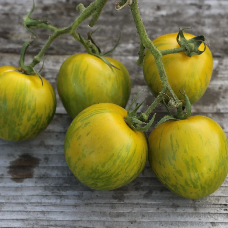 TOMATE GREEN ZEBRA AB - PLANT