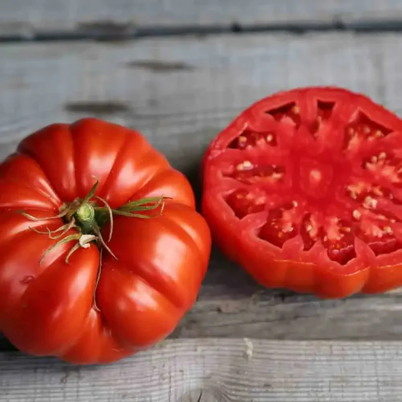 TOMATE COUILLE DE TAUREAU AB - PLANT