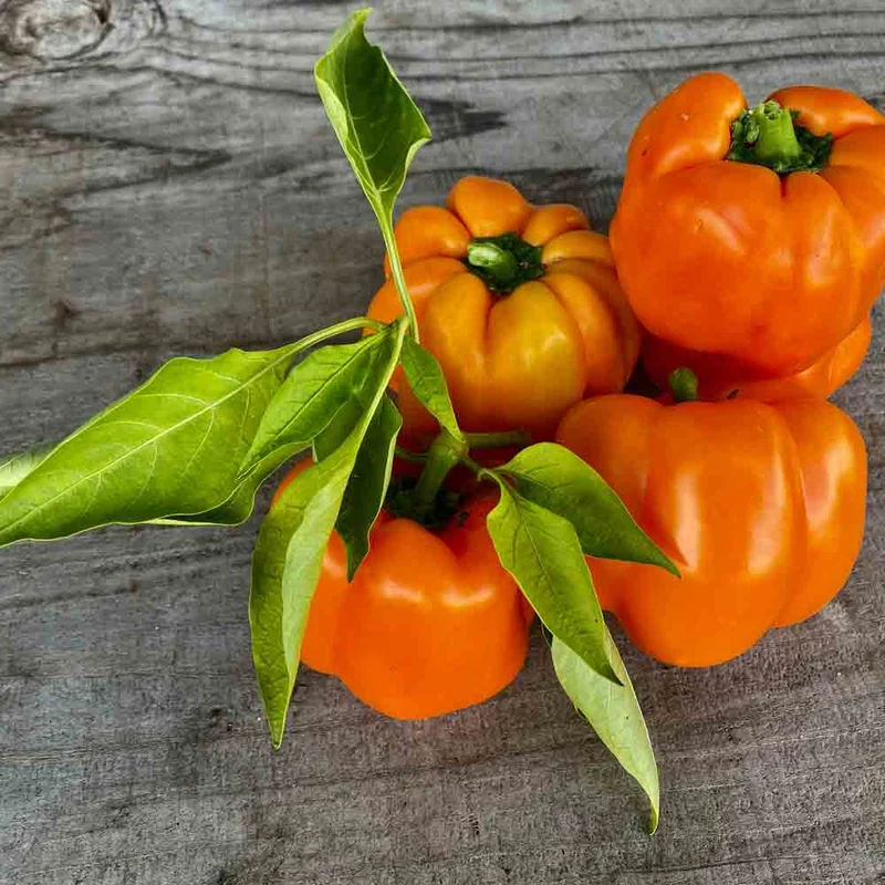 POIVRON CALIFORNIA ORANGE WONDER AB - PLANT