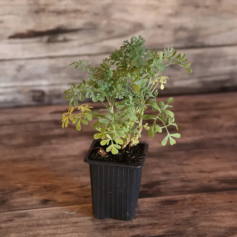 RUE AB - PLANT