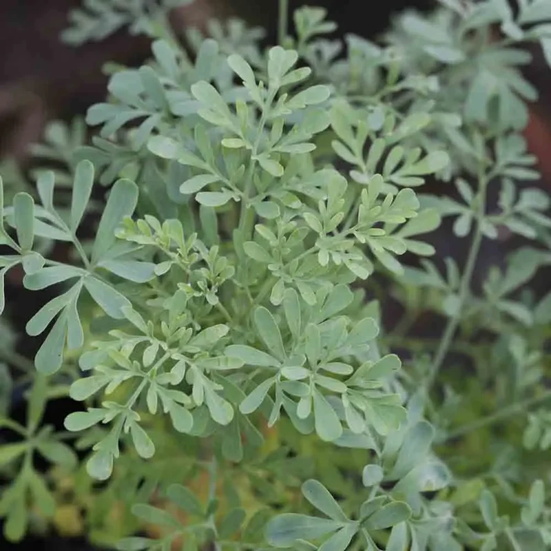 RUE AB - PLANT