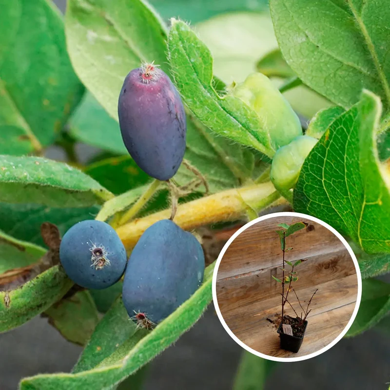 CHÈVREFEUILLE NAVY - PLANT