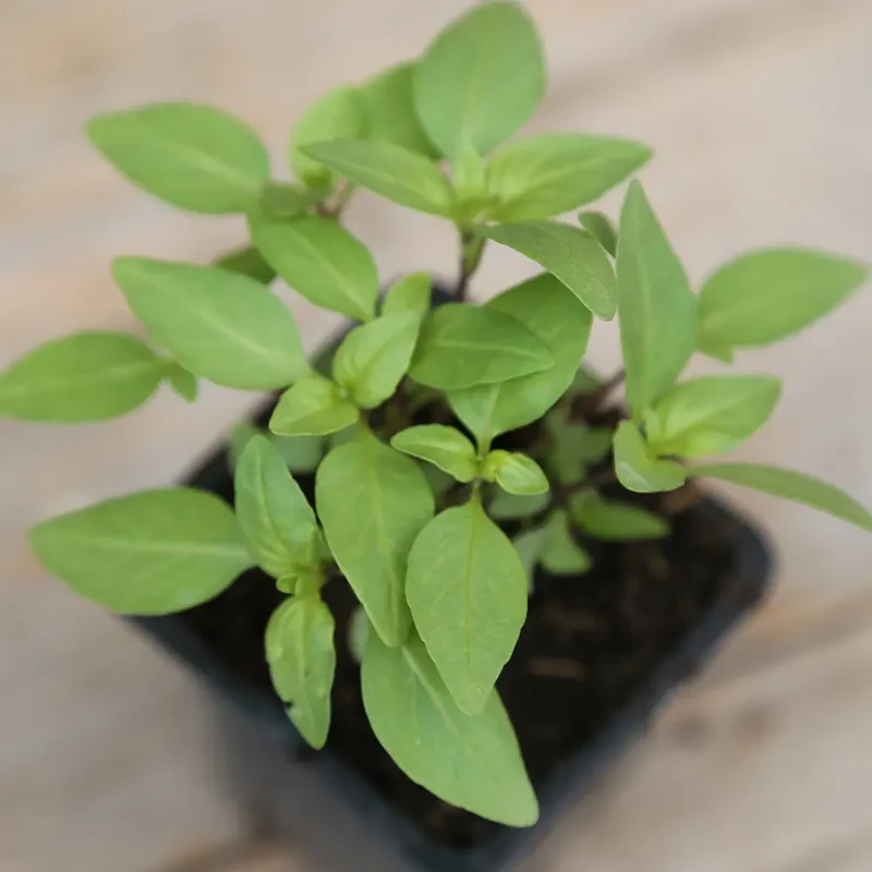 BASILIC THAÏ AB - PLANT