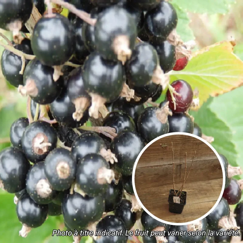 CASSIS NEVA AB - PLANT