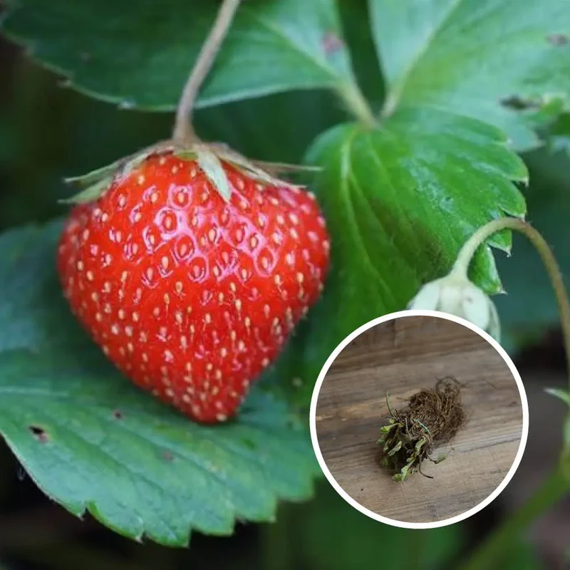 FRAISIER MARA DES BOIS AB - RACINES NUES