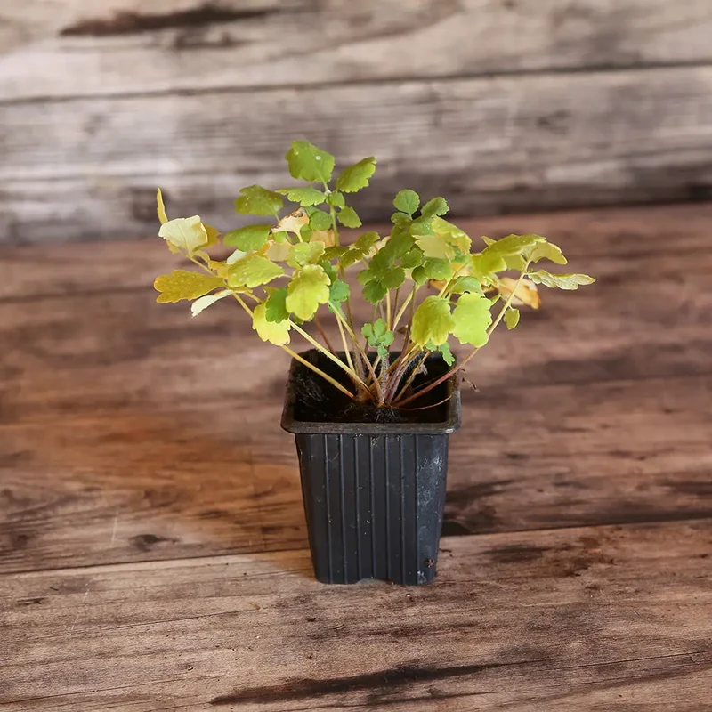 CHÉLIDOINE OU HERBE À VERRUE AB - PLANT